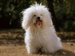 Bichon-Frisse 